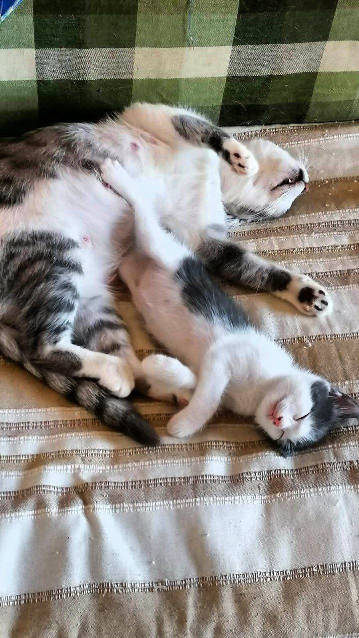 Улыбнись! И день будет мяфким!😻😃 #шуткиСтэтхэм #животные смотреть онлайн