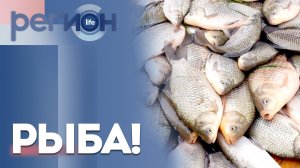 Регион LIFE | РЫБА! | ОТС LIVE — прямая трансляция