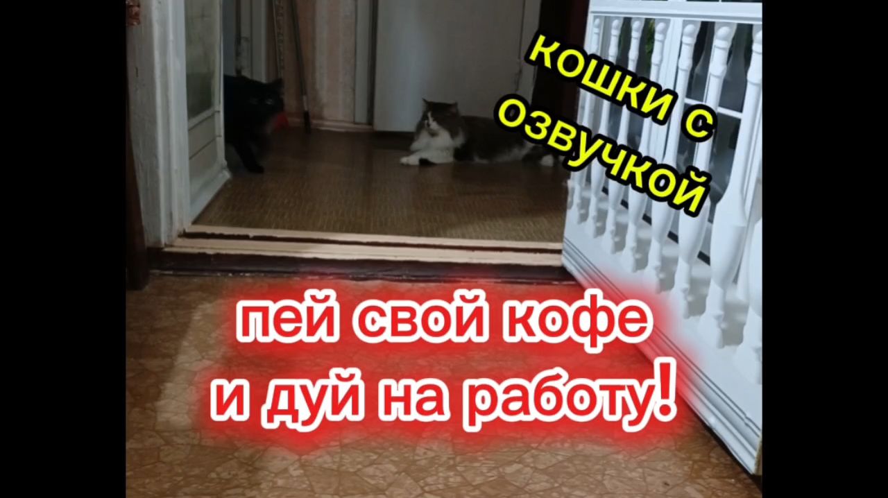 Кошки с озвучкой. смотреть онлайн