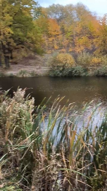 Белгород, посёлок дубовое, прогулка, парк под дубом. смотреть онлайн