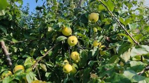 Чудное - сорт яблони