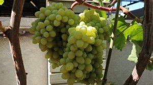 Любовница, Памяти Шмелёва, Бананас, прививки на соседнем участке.