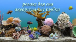 Релакс для сна : аквариум с рыбками и красивая спокойная музыка для души