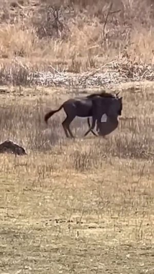 Вы когда-нибудь видели, чтобы леопард 🐆 брал такую огромную добычу