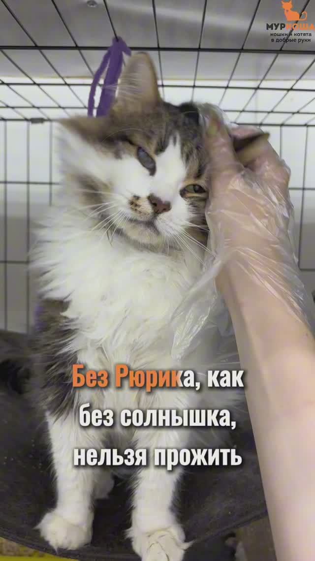 Рюрик ждёт вас в приюте #Муркоша смотреть онлайн