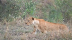 Лев на охоте ждет добычу в жаркий день смотреть