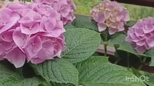 Зимовка крупнолистных гортензий в городе 🌿❄️❄️❄️