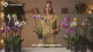 Орхидея - инструкция по уходу