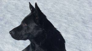 Немецкая овчарка. История происхождения породы и её особенности. 2025-11-21 15-10-32