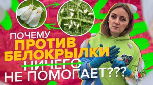 ПОЧЕМУ НЕ УДАЕТСЯ ПОБЕДИТЬ БЕЛОКРЫЛКУ И ТЛЮ?