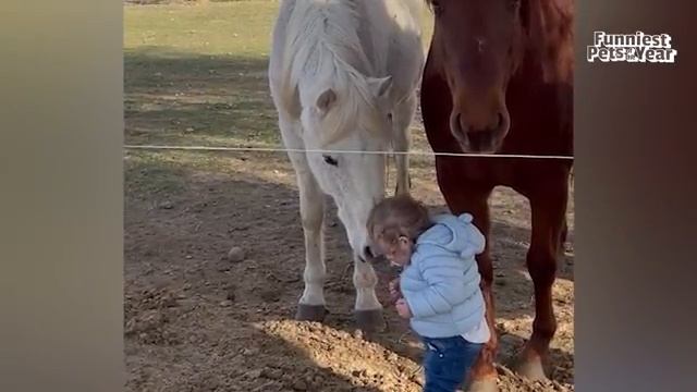 САМЫЕ СМЕШНЫЕ питомцы 2025 года! 🤣 ЛУЧШИЕ ВИДЕО ГОДА смотреть онлайн