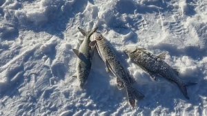 Да я б с него.... Котлеты сделал!