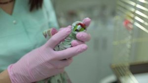 Как давать препараты в клюв