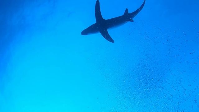 Я ещё молодой... )))