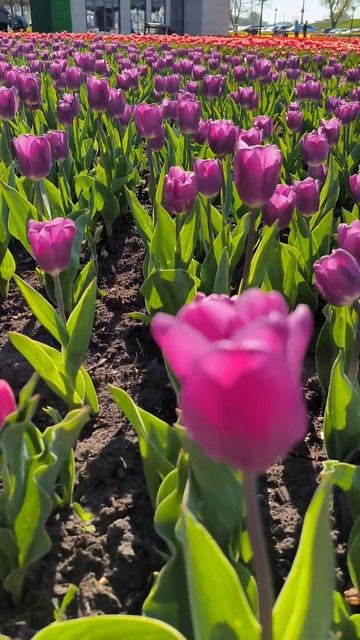 Белгород прогулялся и показал вам такую красоту. смотреть онлайн