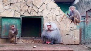 Кормилица пришла - голодных нашла! Одним яблочком всех накормит! Не любим Люсю, восхищаемся Лидой!