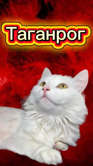 Кто смотрел? 🙀