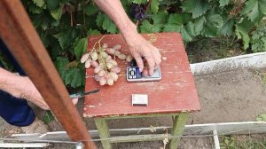 Фрина селекции Донского казачества.