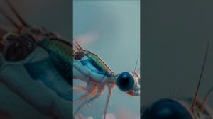 СТРЕКОЗА И МУРАВЕЙ