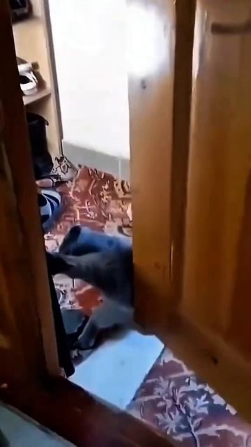 Забавные кошки. смотреть онлайн