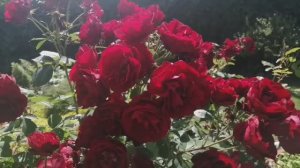 Дача! Обзор летнего сада! 🌹🐝🌳