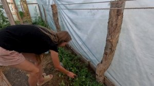 2025-07-21;22 КУПИЛИ НОВОЕ МАСЛО ДЛЯ АВТО. УСТАНОВИЛИ ТЕЛЕВИЗОР. ВИНОГРАД ЗАБОЛЕЛ МУЧНИСТОЙ РОСОЙ.