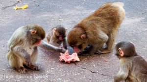 Эксперимент закончился неожиданно! Семейство Красного Дракона нас удивило! Забавный народ - макаки!