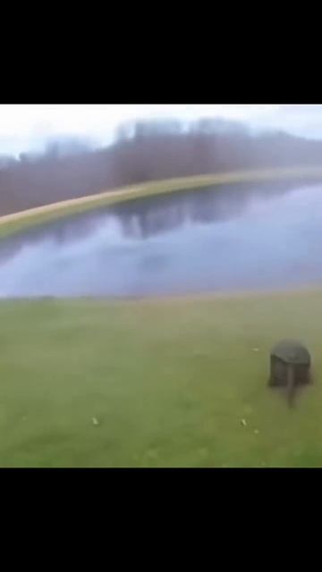 Черепаха укусила батут и улетела в пруд смотреть онлайн