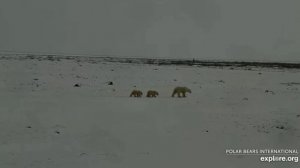 Медведица с медвежатами не дождались угощения