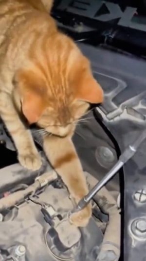 Приколы с котами часть 20