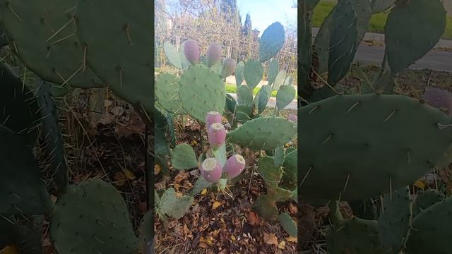 Чернобаева Людмила Павловна с сыном Данилом в онкоцентре 21.11.2025г. цветут кактусы! смотреть онлайн