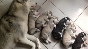 какой зз у тебя георгий липатов