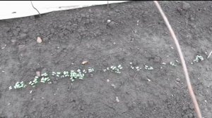 Выращивание капусты без рассады