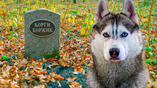 ЧТО СЛУЧИЛОСЬ С МОГИЛОЙ КОРГИ КОРЖИКА Хаски Бандит Гвоорящая собака