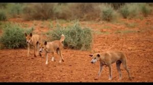 АВСТРАЛИЯ. ЖИВОТНЫЕ АВСТРАЛИИ