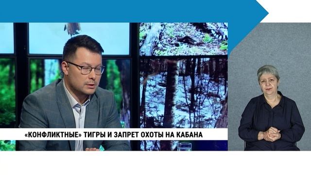 «Конфликтные» тигры и запрет охоты на кабана / с сурдопереводом смотреть онлайн