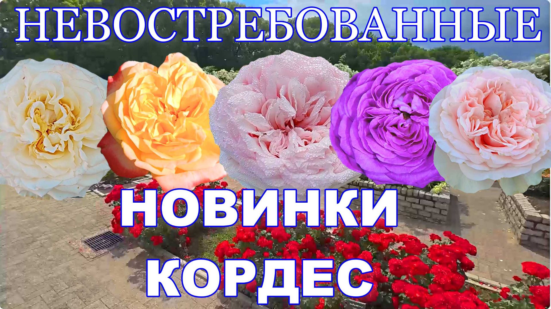 Новые сорта роз от Кордес без покупателей