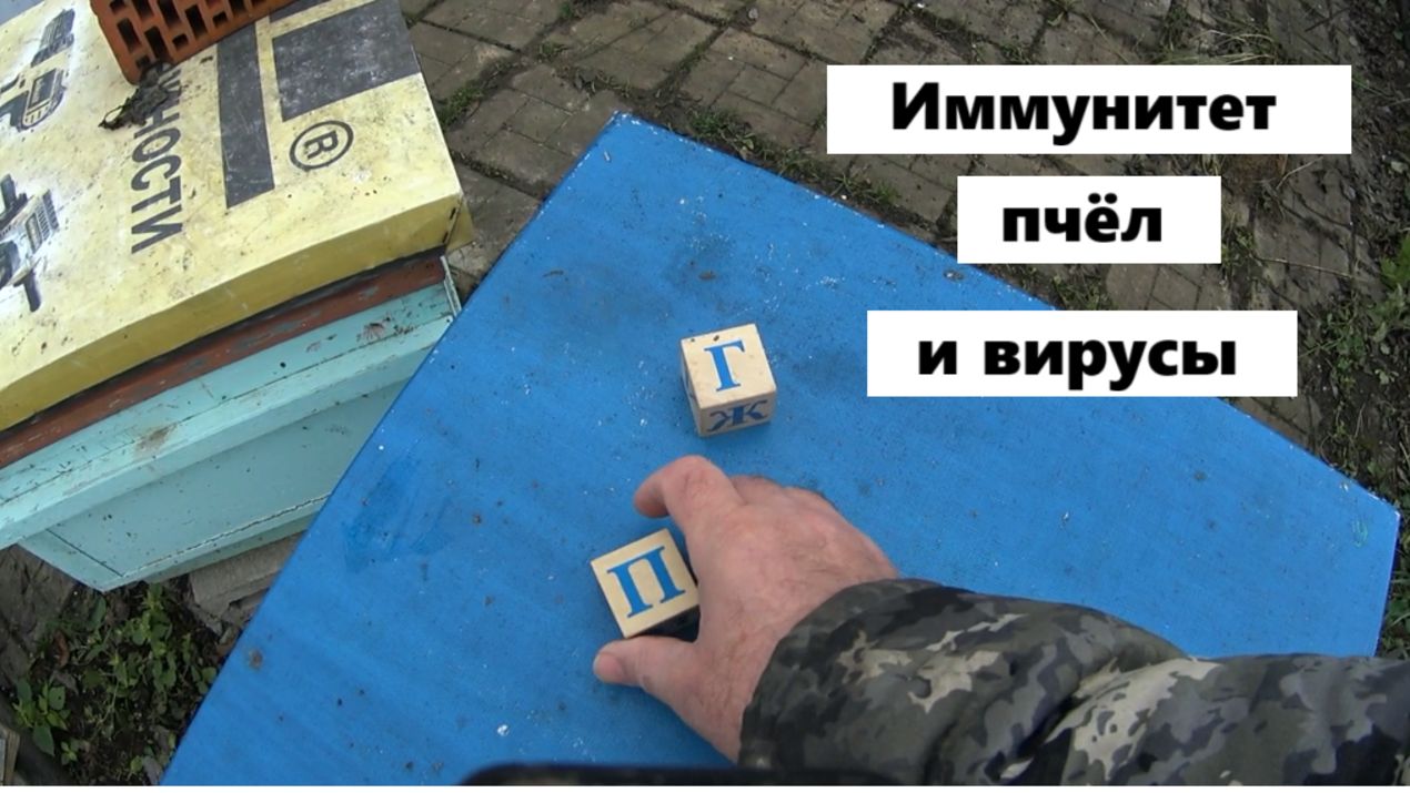 Иммунитет и вирусы пчёл смотреть онлайн