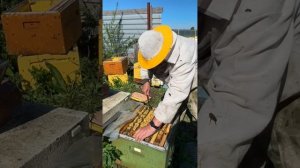 Бакфаст готовится к зиме #сибирь #бакфаст #шортс #shorts #пчёлы #мёд #пчеловодство #пасека #пчелы