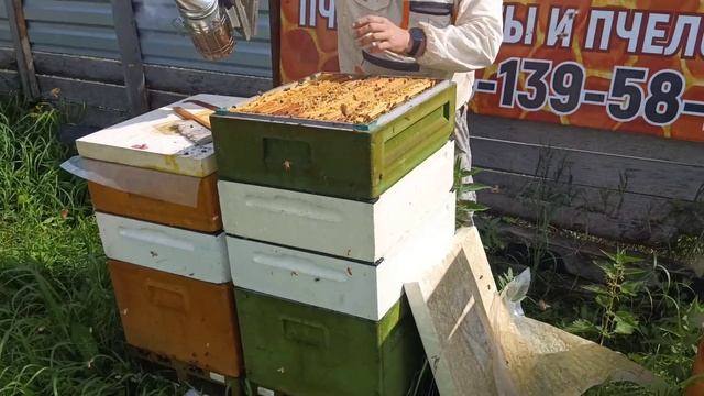 7 часть. Отбор мёда у золотой пчелы Бакфаст смотреть онлайн