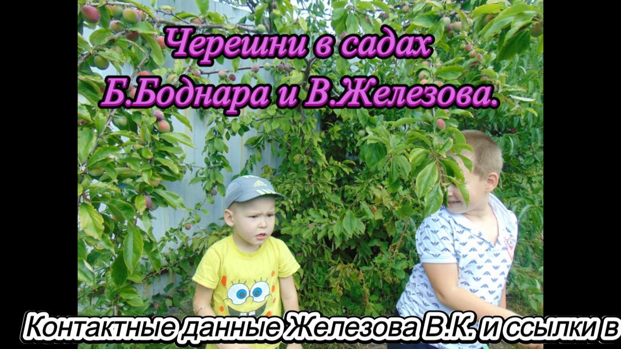 Черешни в садах Б.Боднара и В.Железова. смотреть онлайн