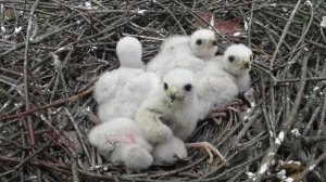 Ястреб-перепелятник от рождения до вылета из гнезда