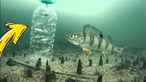 Приблуда для привлечения хищника, Щуки, Окуня! Подводная съемка