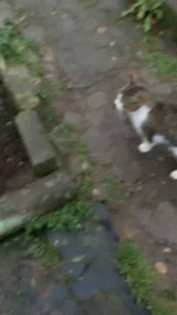 Влог в деревне!Нашли котика смотреть онлайн