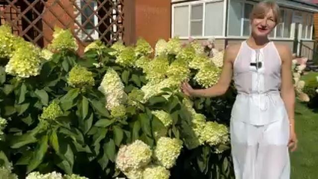 гортензия размер и посадка смотреть онлайн