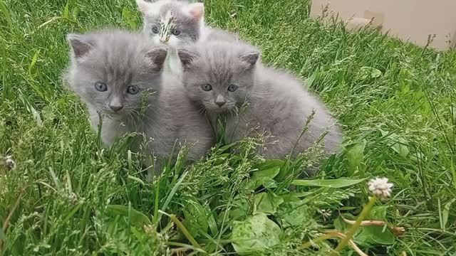 Позитив на выходные! Котята впервые гуляют на зеленой траве смотреть онлайн