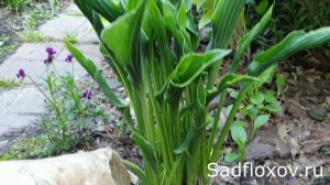 Знаменитая хоста Молящиеся Ручки