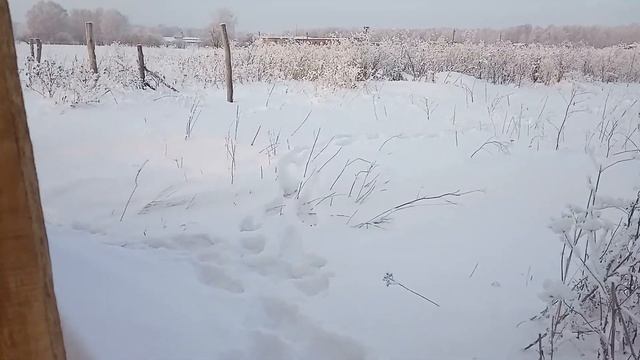 12 01 2020 Пасека Леденёвых Куйбышев смотреть онлайн