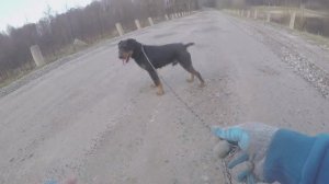 НЕМЕЦКИЙ ЯГДТЕРЬЕР ОБЗОР | ГУЛЯЕМ НА ПОВОДКЕ