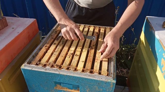 Бакфаст осенью Новосибирск смотреть онлайн